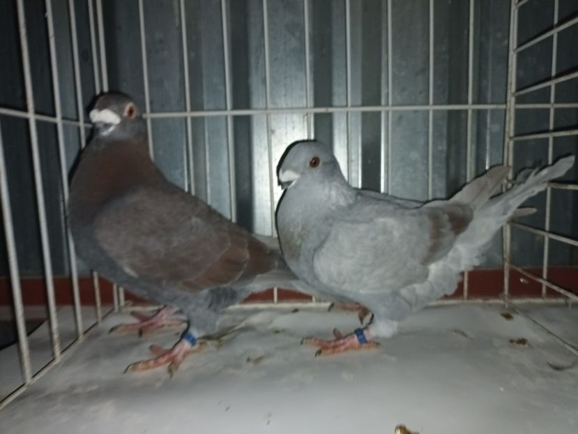  - M _ Antwerpen 2024