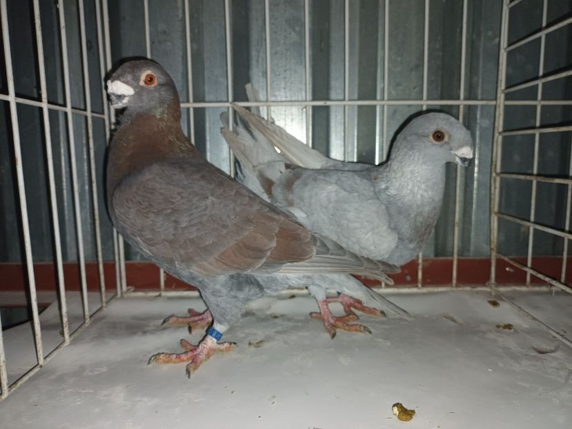  - M _ Antwerpen 2024