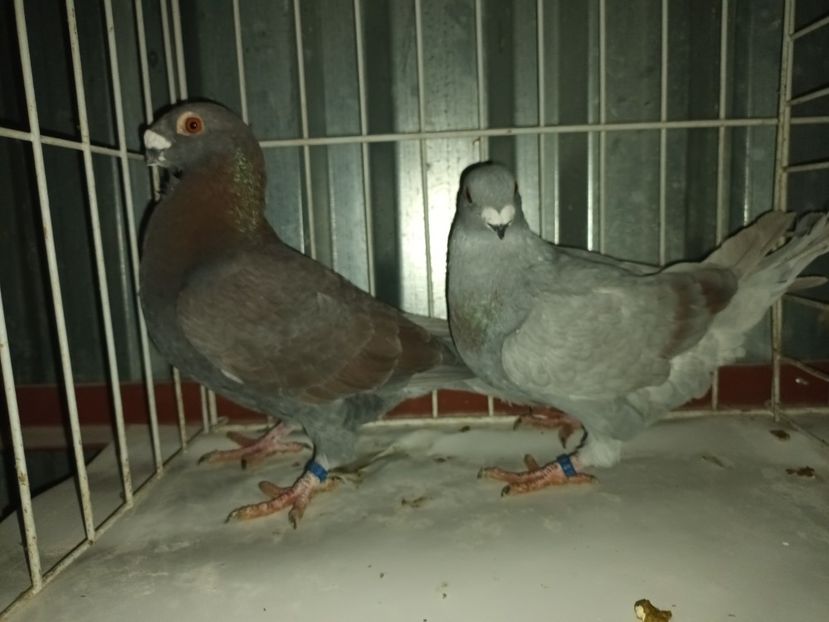  - M _ Antwerpen 2024