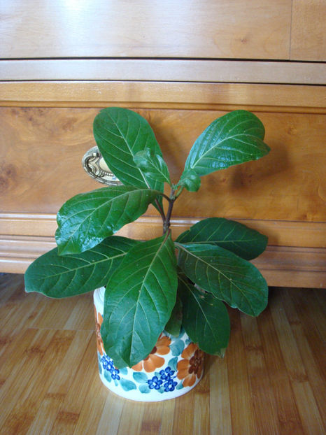 23.12.2024 - Piersic african