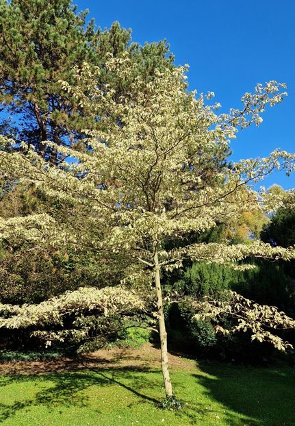  - 2024 Gradina botanica din Bratislava