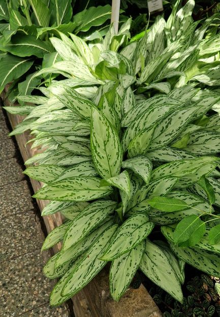  - 2024 Gradina botanica din Bratislava