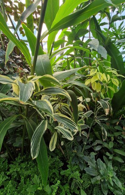  - 2024 Gradina botanica din Bratislava