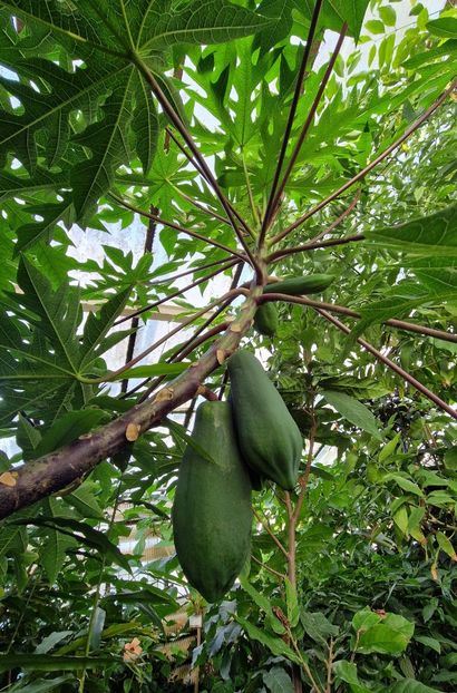  - 2024 Gradina botanica din Bratislava