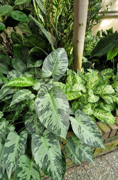  - 2024 Gradina botanica din Bratislava