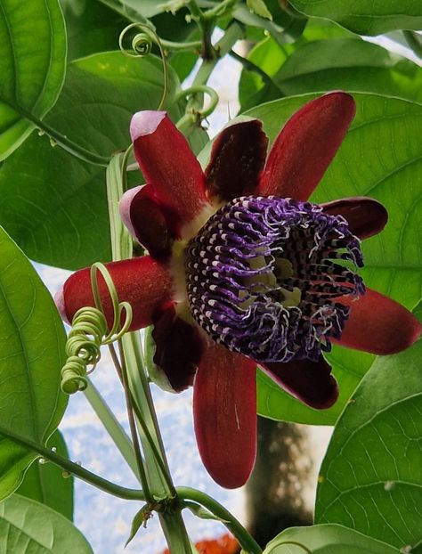  - 2024 Gradina botanica din Bratislava