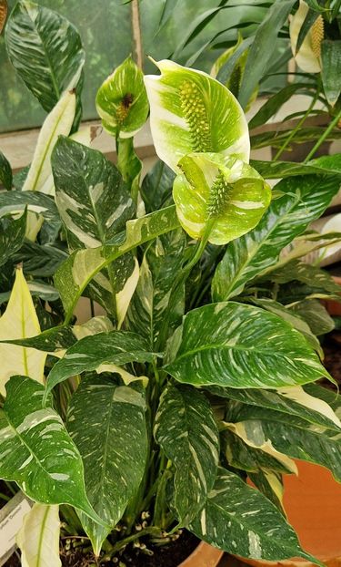  - 2024 Gradina botanica din Bratislava