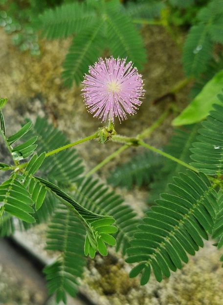  - 2024 Gradina botanica din Bratislava