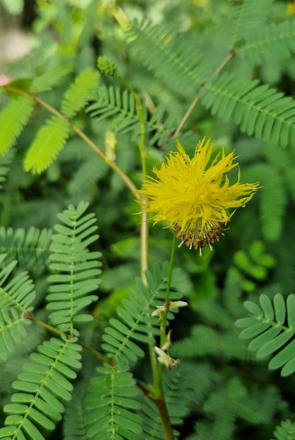  - 2024 Gradina botanica din Bratislava