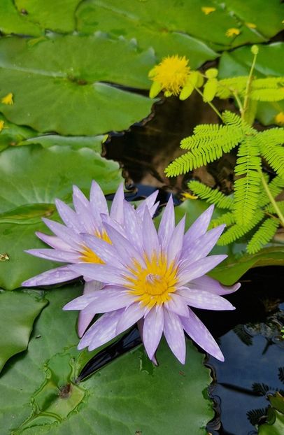  - 2024 Gradina botanica din Bratislava