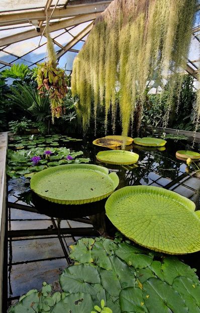  - 2024 Gradina botanica din Bratislava