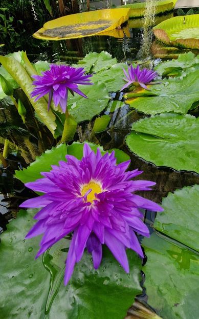  - 2024 Gradina botanica din Bratislava