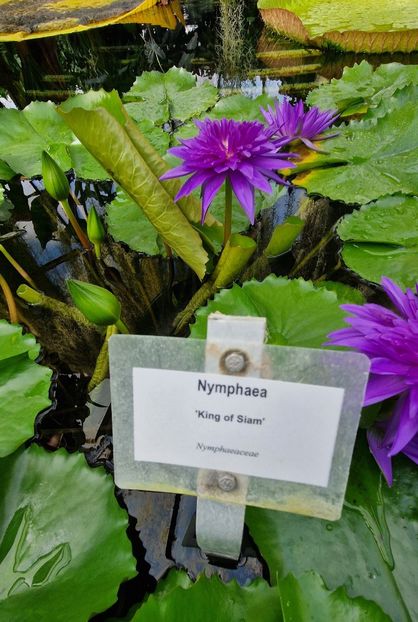  - 2024 Gradina botanica din Bratislava