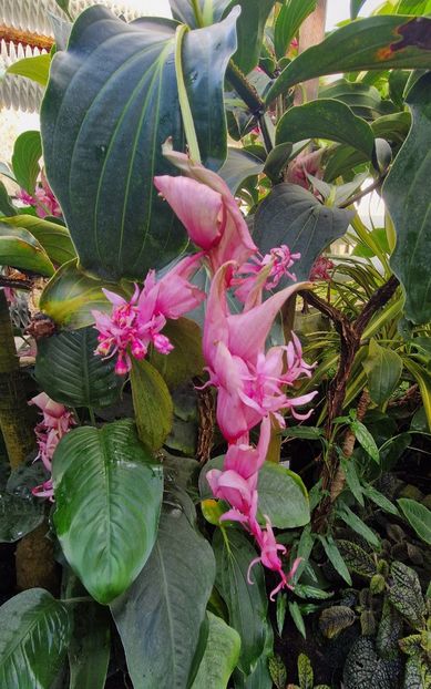  - 2024 Gradina botanica din Bratislava