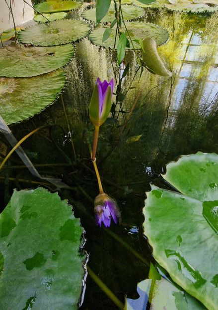  - 2024 Gradina botanica din Bratislava