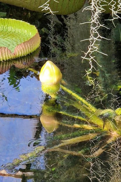  - 2024 Gradina botanica din Bratislava