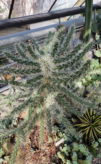  - 2024 Gradina botanica din Bratislava