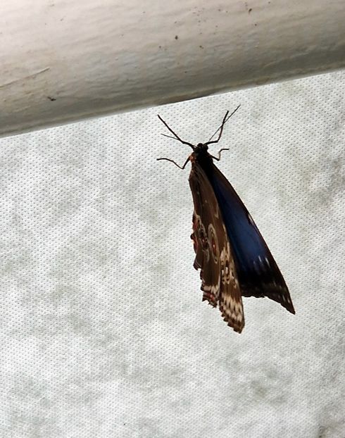  - 2024 Gradina botanica din Brno - Cehia