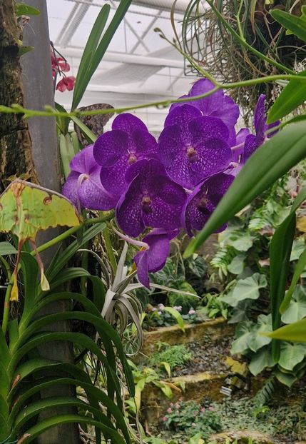  - 2024 Gradina botanica din Brno - Cehia