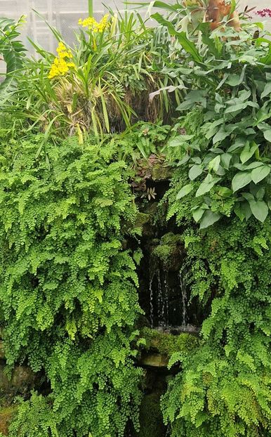  - 2024 Gradina botanica din Brno - Cehia