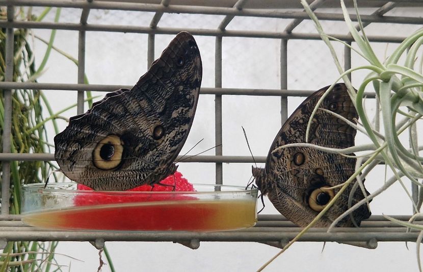  - 2024 Gradina botanica din Brno - Cehia