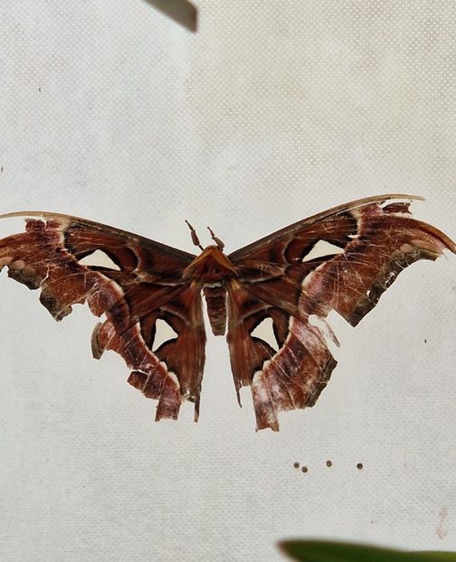  - 2024 Gradina botanica din Brno - Cehia