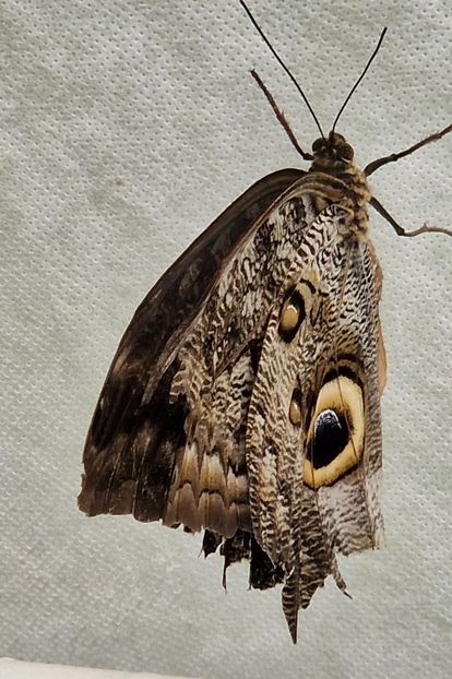  - 2024 Gradina botanica din Brno - Cehia