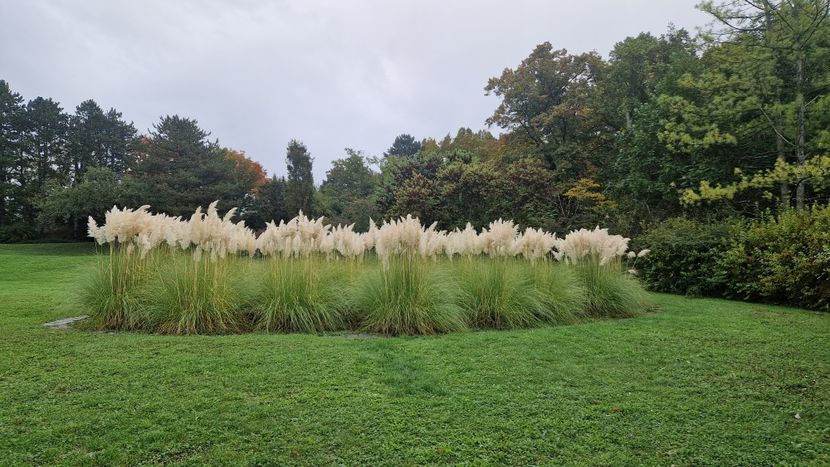  - 2024 Gradina botanica din Brno - Cehia