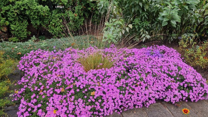  - 2024 Gradina botanica din Brno - Cehia