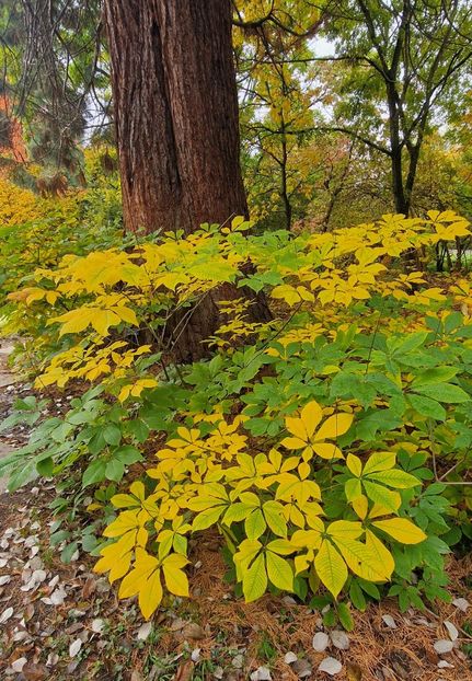  - 2024 Gradina botanica din Brno - Cehia