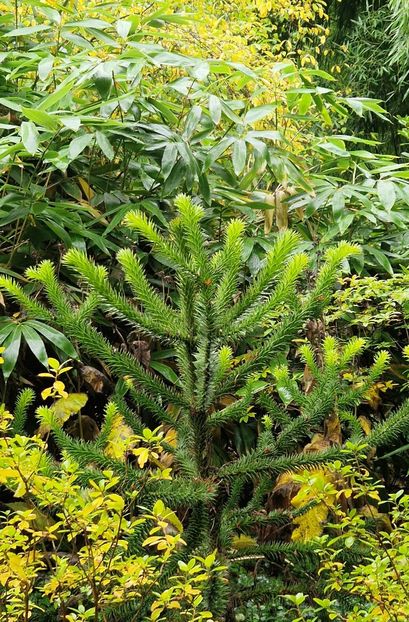  - 2024 Gradina botanica din Brno - Cehia