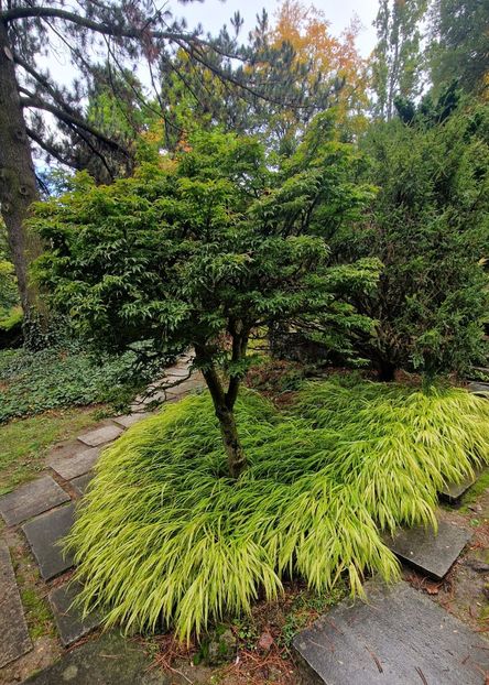  - 2024 Gradina botanica din Brno - Cehia