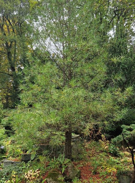  - 2024 Gradina botanica din Brno - Cehia