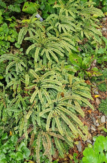  - 2024 Gradina botanica din Brno - Cehia