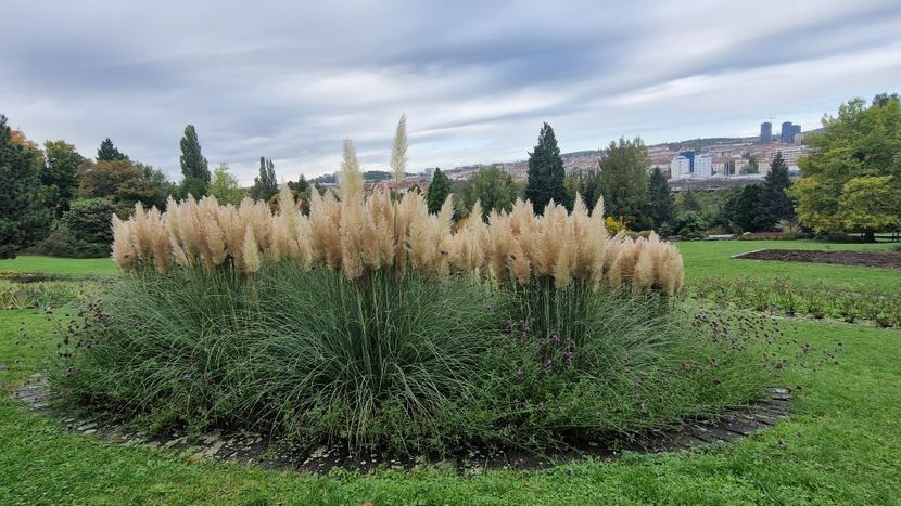  - 2024 Gradina botanica din Brno - Cehia