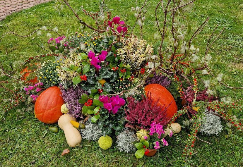  - 2024 Gradina botanica din Brno - Cehia