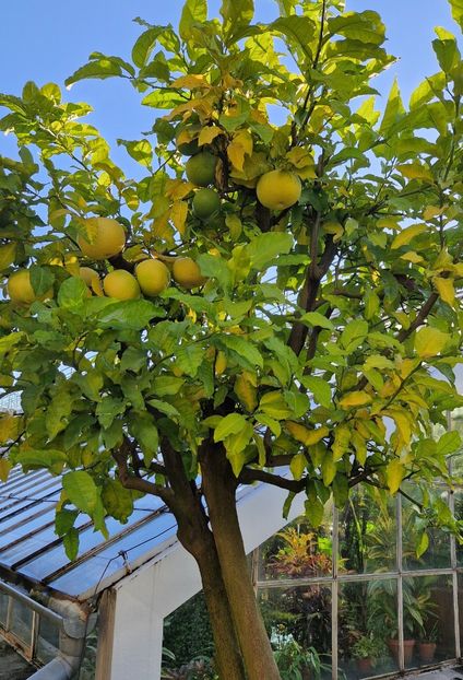  - 2024 Gradina Botanica din Cracovia