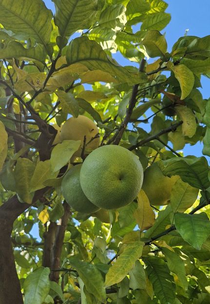  - 2024 Gradina Botanica din Cracovia