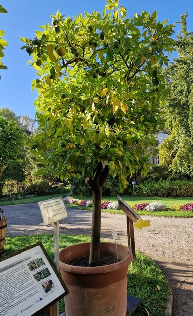  - 2024 Gradina Botanica din Cracovia