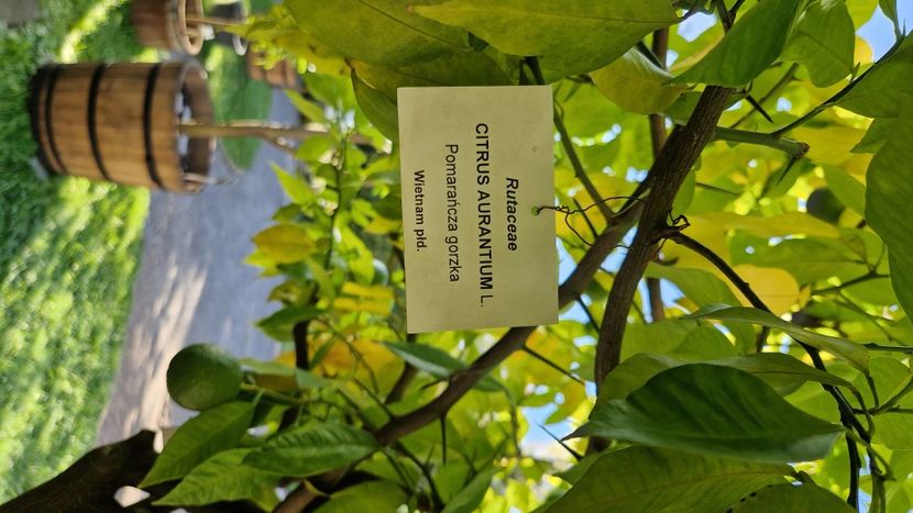  - 2024 Gradina Botanica din Cracovia