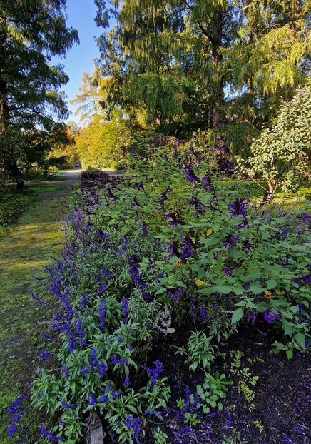  - 2024 Gradina Botanica din Cracovia