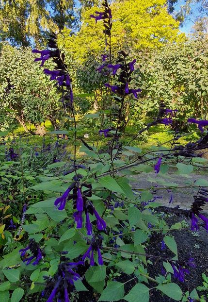  - 2024 Gradina Botanica din Cracovia