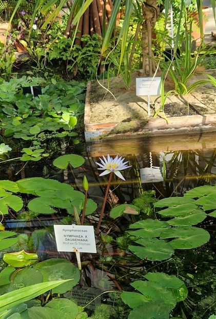  - 2024 Gradina Botanica din Cracovia