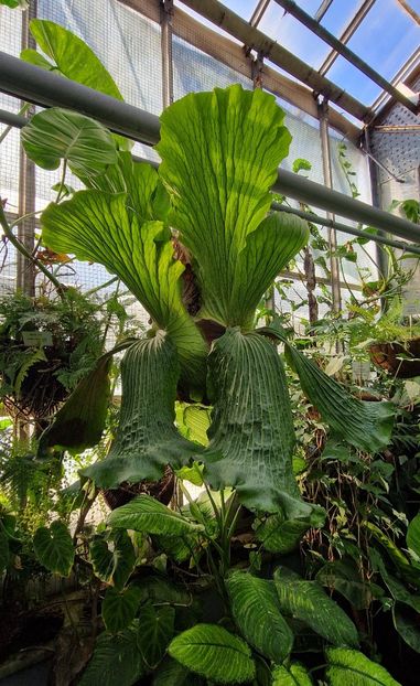  - 2024 Gradina Botanica din Cracovia