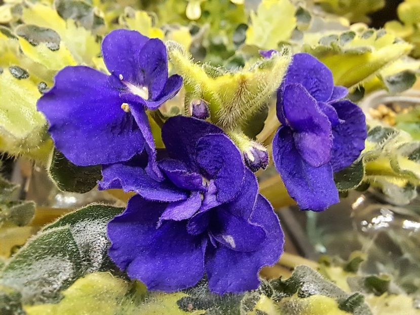  - Violeta Anna s Harmony chimera frunze