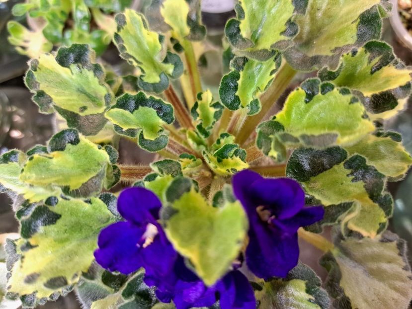  - Violeta Anna s Harmony chimera frunze