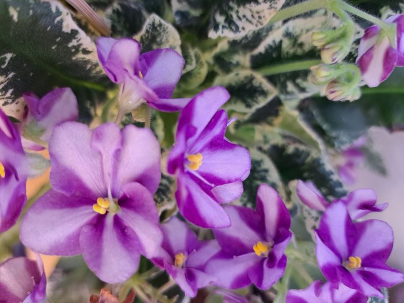  - Violeta Senk Snowy Egret