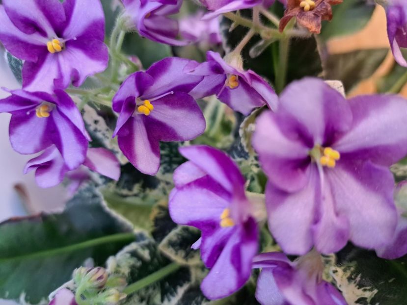  - Violeta Senk Snowy Egret