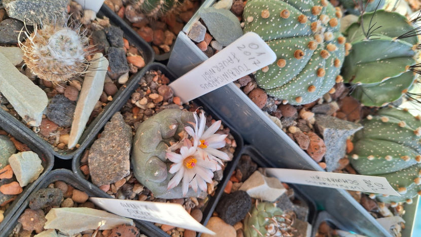 20.12.2024 - Turbinicarpus jauernigii