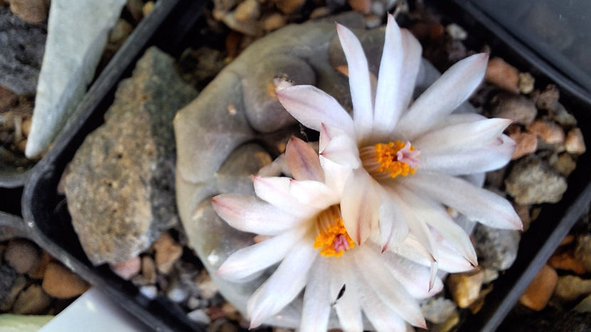 20.12.2024 - Turbinicarpus jauernigii